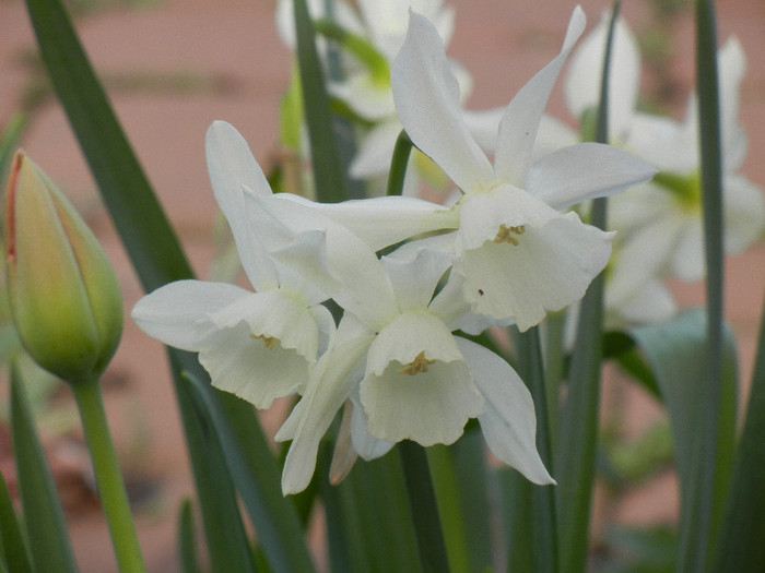 Narcissus Thalia (2012, April 16)