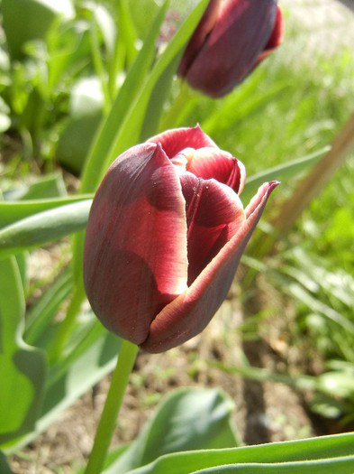 Tulipa Jackpot (2012, April 19) - Tulipa Jackpot