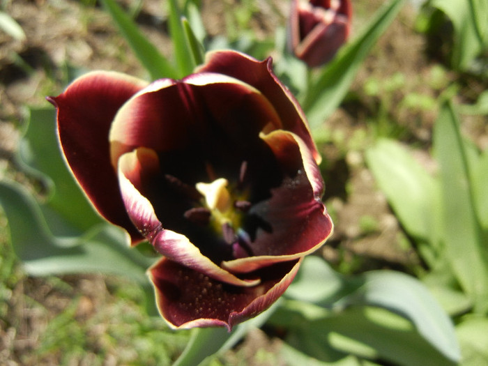 Tulipa Jackpot (2012, April 19) - Tulipa Jackpot