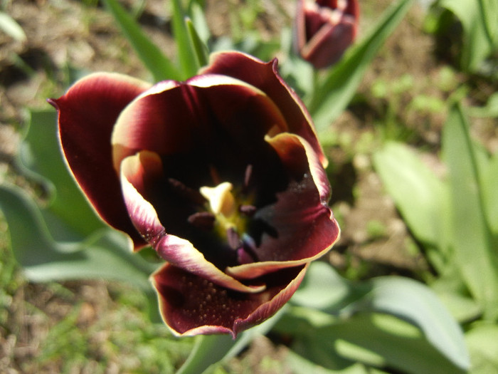 Tulipa Jackpot (2012, April 19)