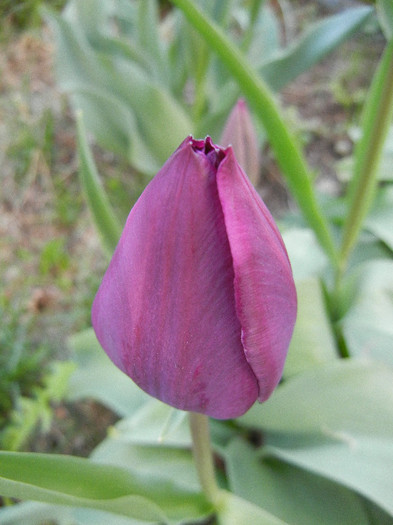 Tulipa Purple Flag (2012, April 16) - Tulipa Purple Flag