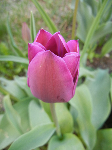 Tulipa Purple Flag (2012, April 16)