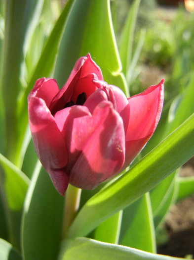 Tulipa Negrita (2012, April 16) - Tulipa Negrita