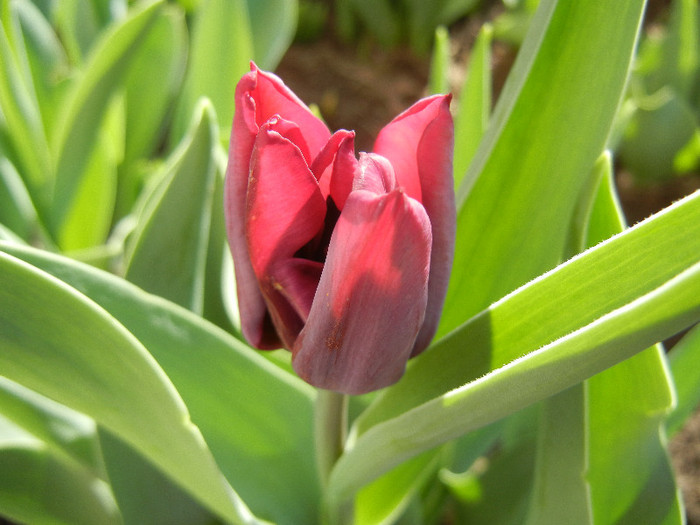 Tulipa Negrita (2012, April 16) - Tulipa Negrita