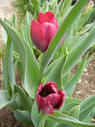 Tulipa Negrita (2012, April 17)