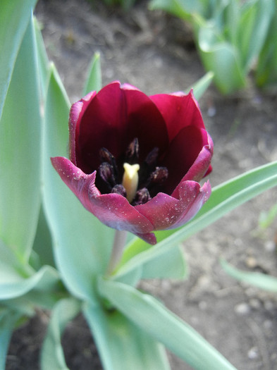 Tulipa Negrita (2012, April 19) - Tulipa Negrita