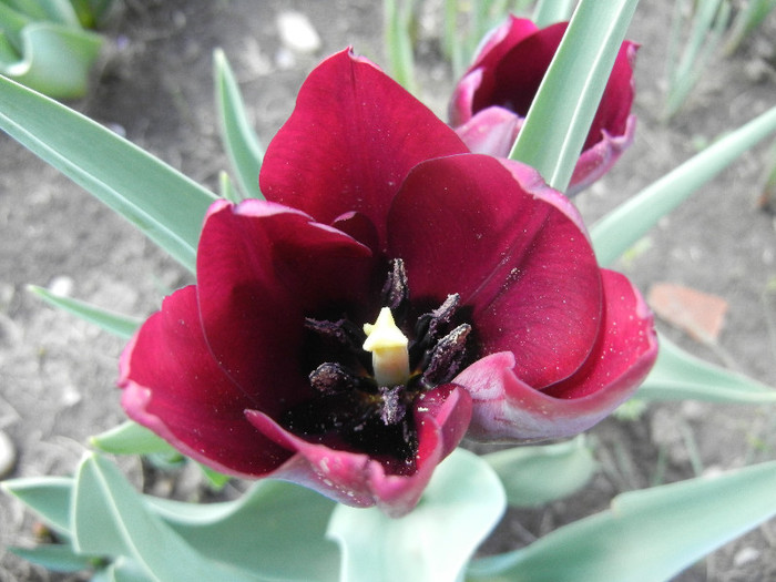 Tulipa Negrita (2012, April 19)