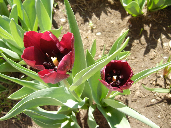 Tulipa Negrita (2012, April 19) - Tulipa Negrita