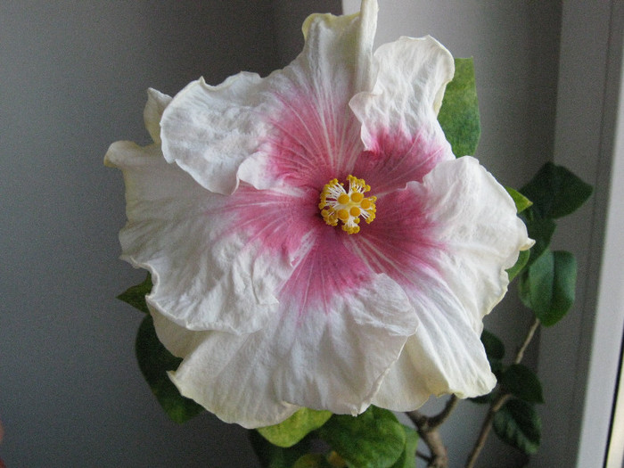 Cloud Nine - 2012 hibiscus