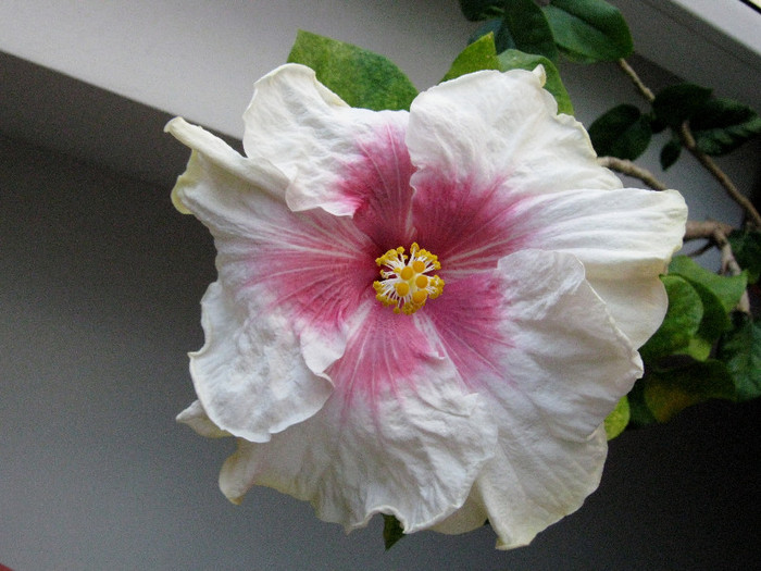 Cloud Nine 2 - 2012 hibiscus