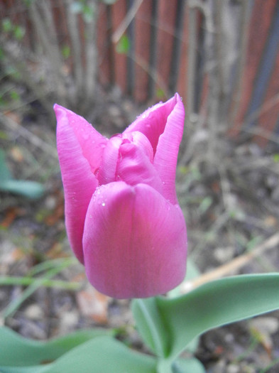 Tulipa Maytime (2012, April 15)