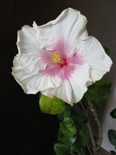 Cloud Nine 4 - 2012 hibiscus