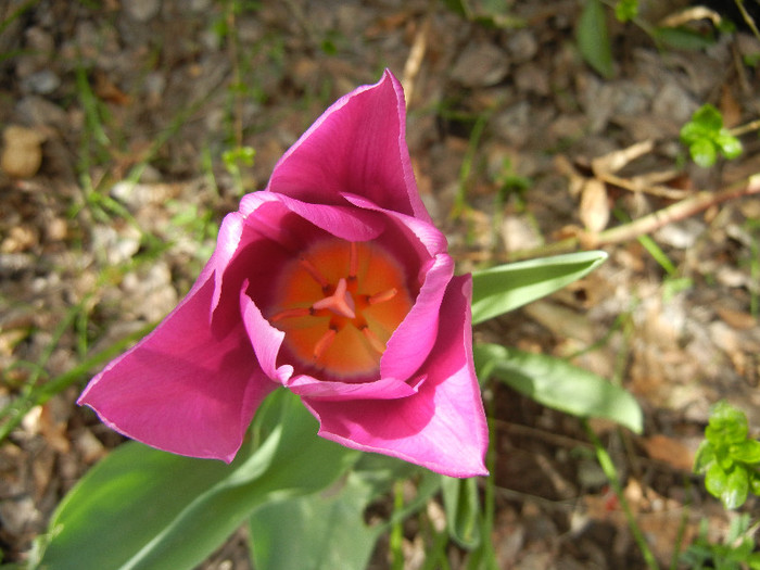 Tulipa Maytime (2012, April 17)