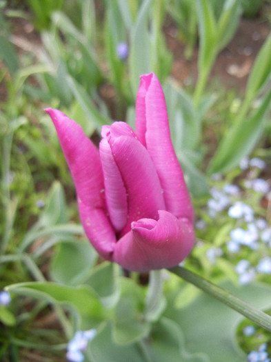 Tulipa Maytime (2012, April 18) - Tulipa Maytime