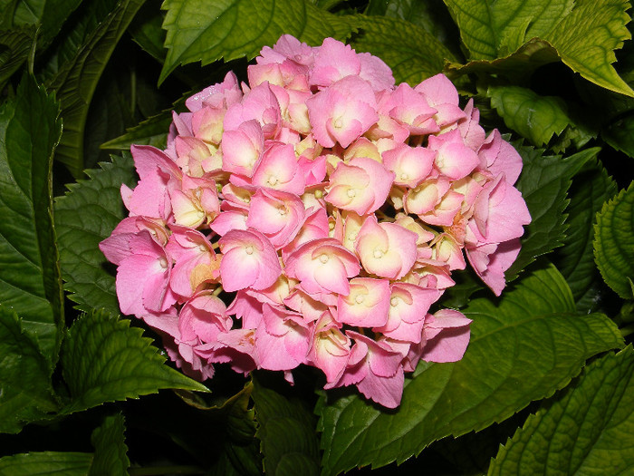 hortensia - Hortensia