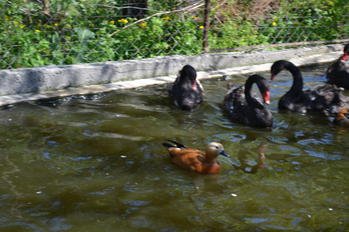 DSC_0147 - lebede negre si rate mandarine