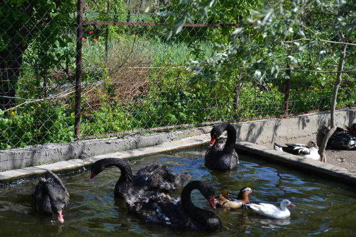 DSC_0150 - lebede negre si rate mandarine