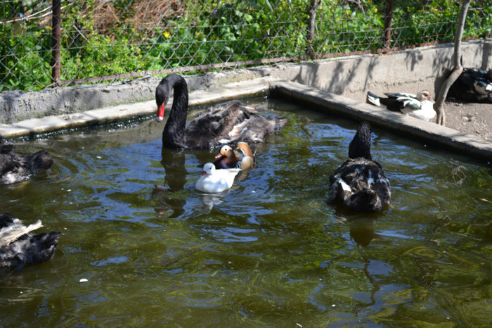 DSC_0154 - lebede negre si rate mandarine