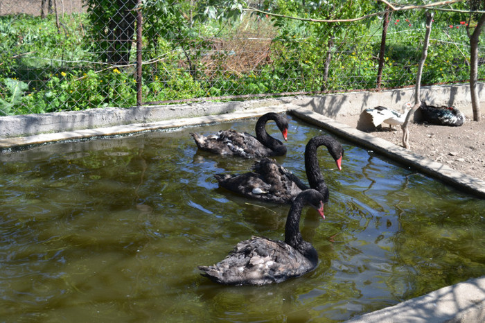 DSC_0163 - lebede negre si rate mandarine