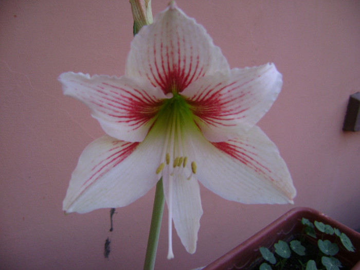 DSC08486 - amaryllis 2012