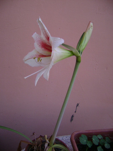 DSC08488 - amaryllis 2012