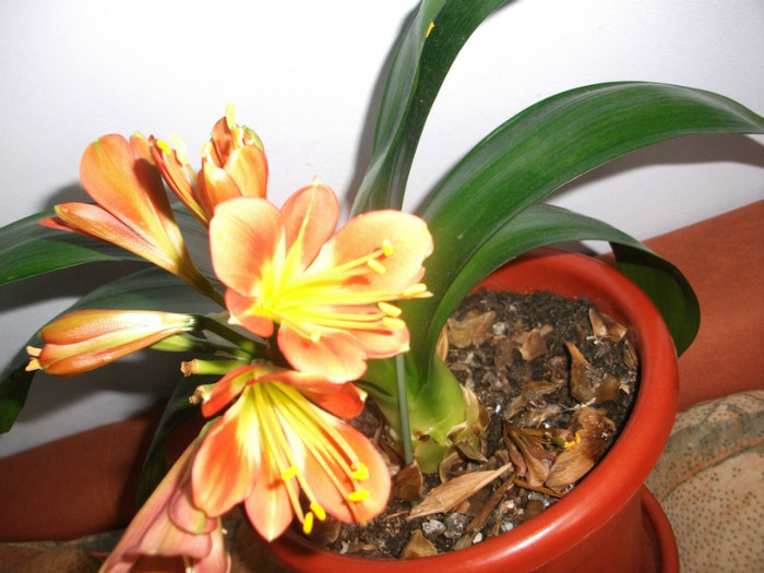 poze 3169 - clivia aprilie