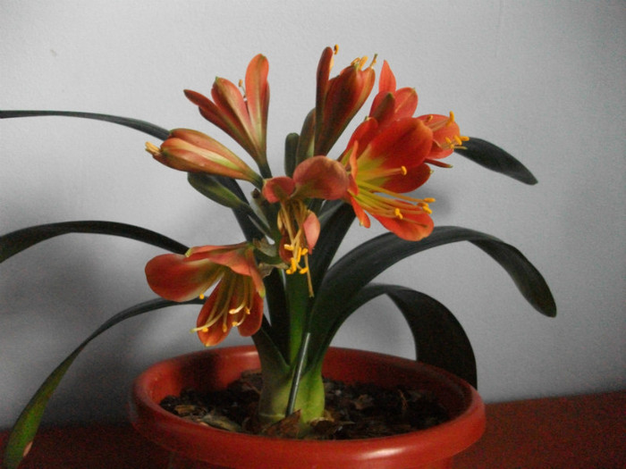 19.04.2012 - clivia aprilie