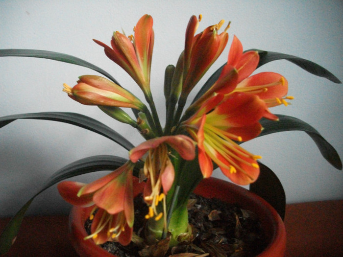 poze 3167 - clivia aprilie