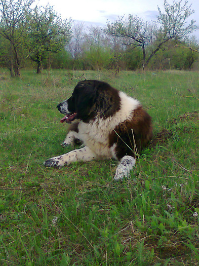 photo0424 - CORA - Ciobanesc de bucovina