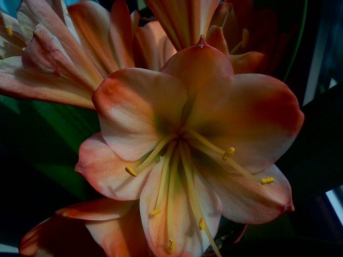 White Lips GT - CLIVIA
