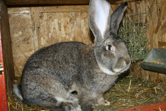 mascul nr.2  -13 luni