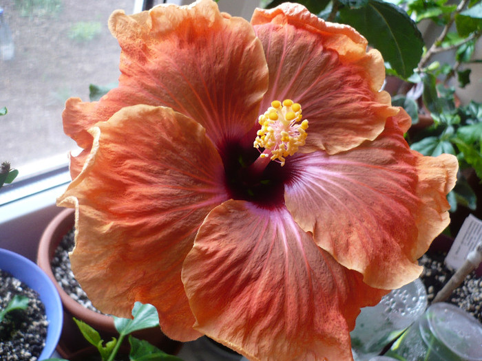 P1120586 - HIBISCUSI 2012-1