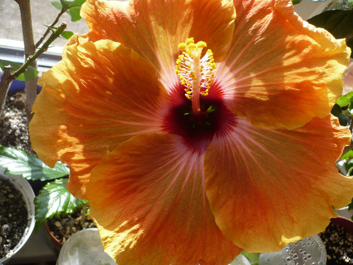 P1120593 - HIBISCUSI 2012-1