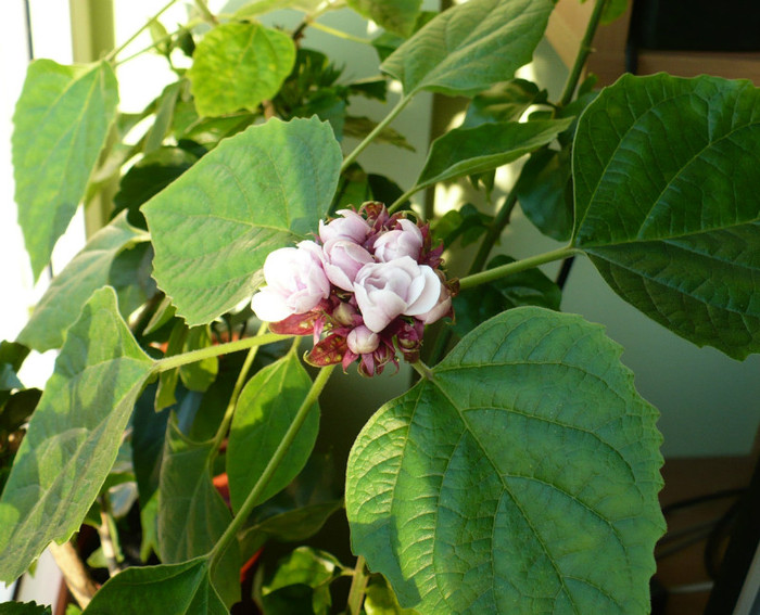 19 apr - Clerodendron 2012