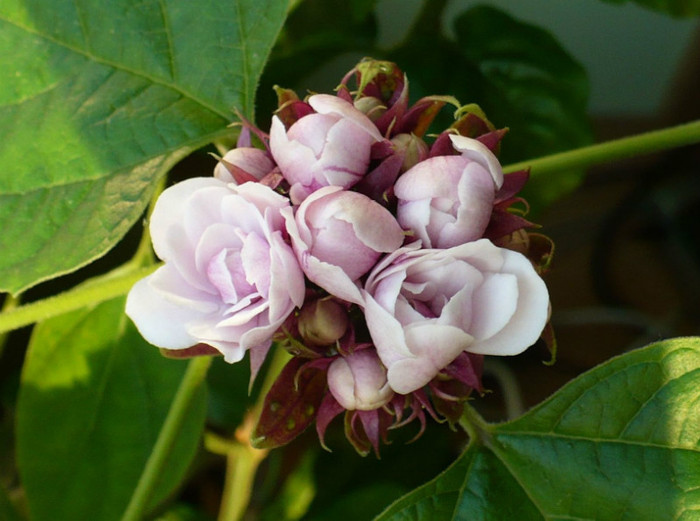 P1380526 - Clerodendron 2012