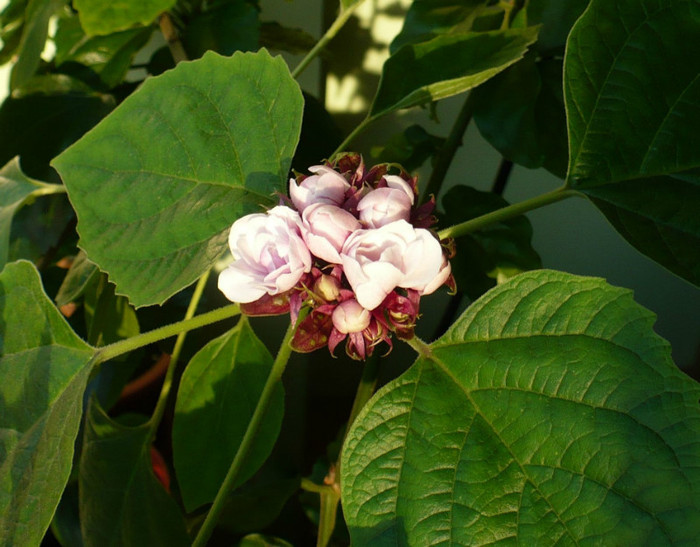 P1380529 - Clerodendron 2012