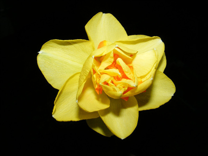 DSCF0156 - Narcise