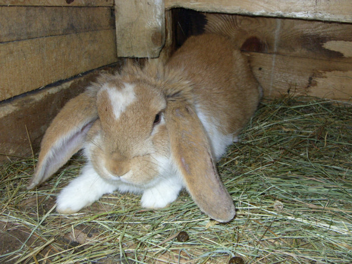 SDC10844 - A Berbec German