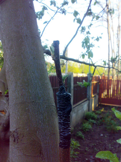 ionatan pe gutui 19.04.12