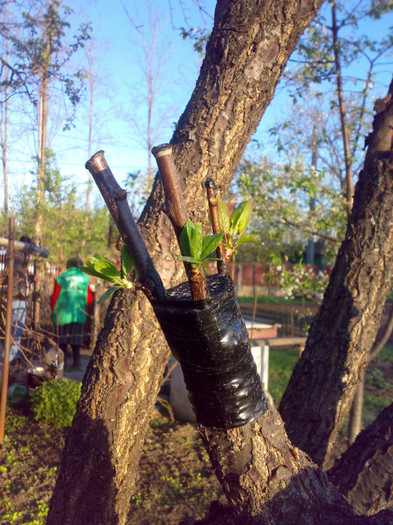 prun si cais pe zarza (acelasi zarzar) 19.04.12