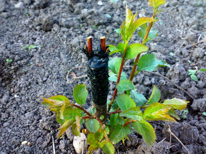 piersic in corcodus; nu a reusit altoirea, era uscat fiecare altoi, nu stiu de ce
