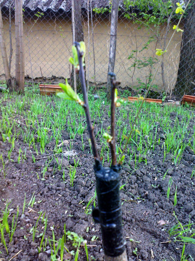 prun&cais in corcodus