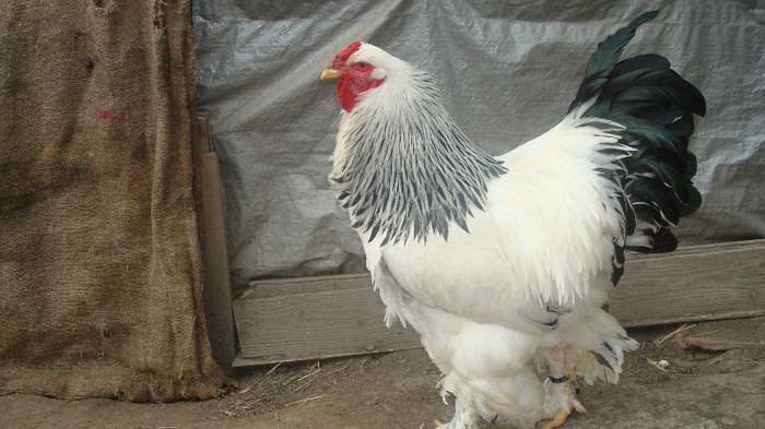 cocos 1 - a brahma herminat deschis-lot 2013