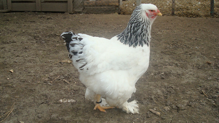 DSC01905 - a brahma herminat deschis-lot 2013