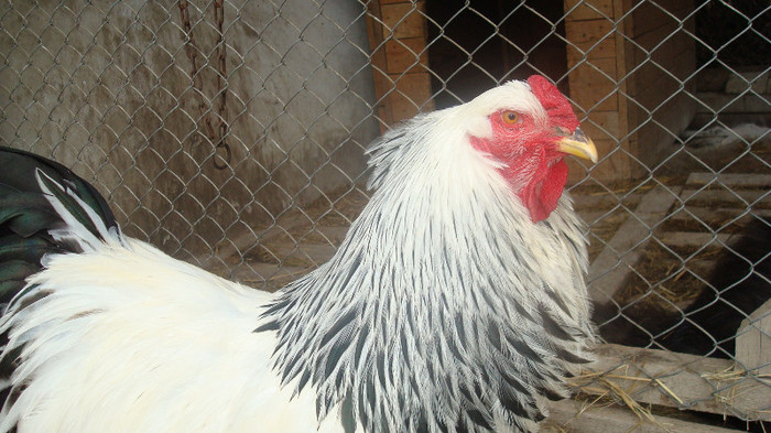 cocos 1 - a brahma herminat deschis-lot 2013