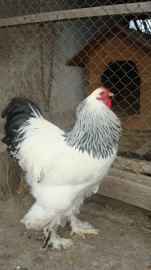 cocos 1 - a brahma herminat deschis-lot 2013