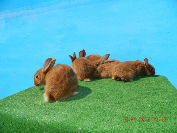 DSCN2439 - A00 PUI NEOZEELANDEZI ROSII  19 APRILIE 2012