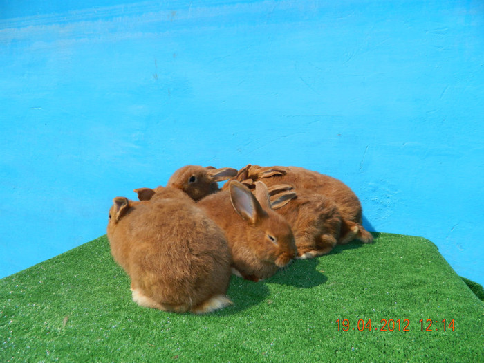 DSCN2443 - A00 PUI NEOZEELANDEZI ROSII  19 APRILIE 2012