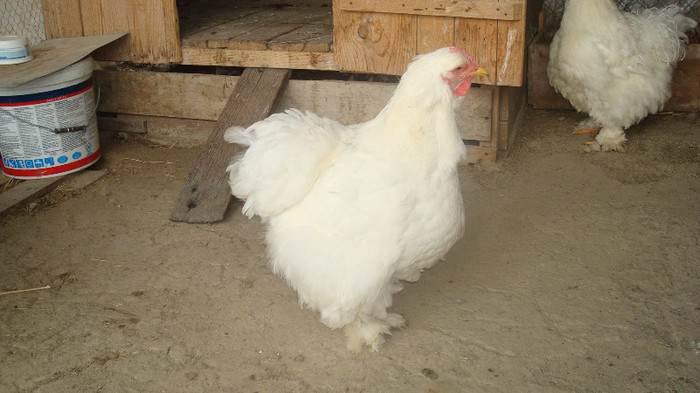 Copy (2) of DSC02038