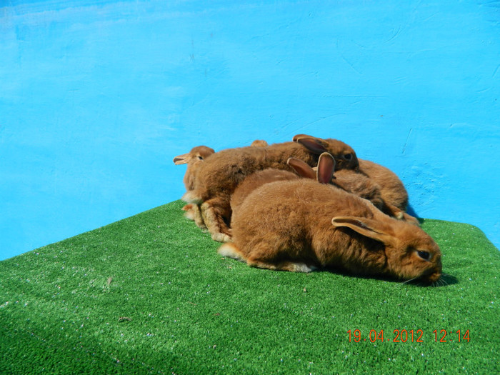 DSCN2444 - A00 PUI NEOZEELANDEZI ROSII  19 APRILIE 2012